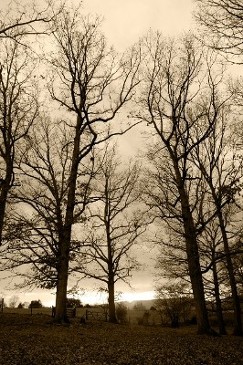 Bear Oaks